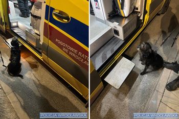 Pies uratował życie swojemu panu. Wzruszający finał poszukiwań 71-latka