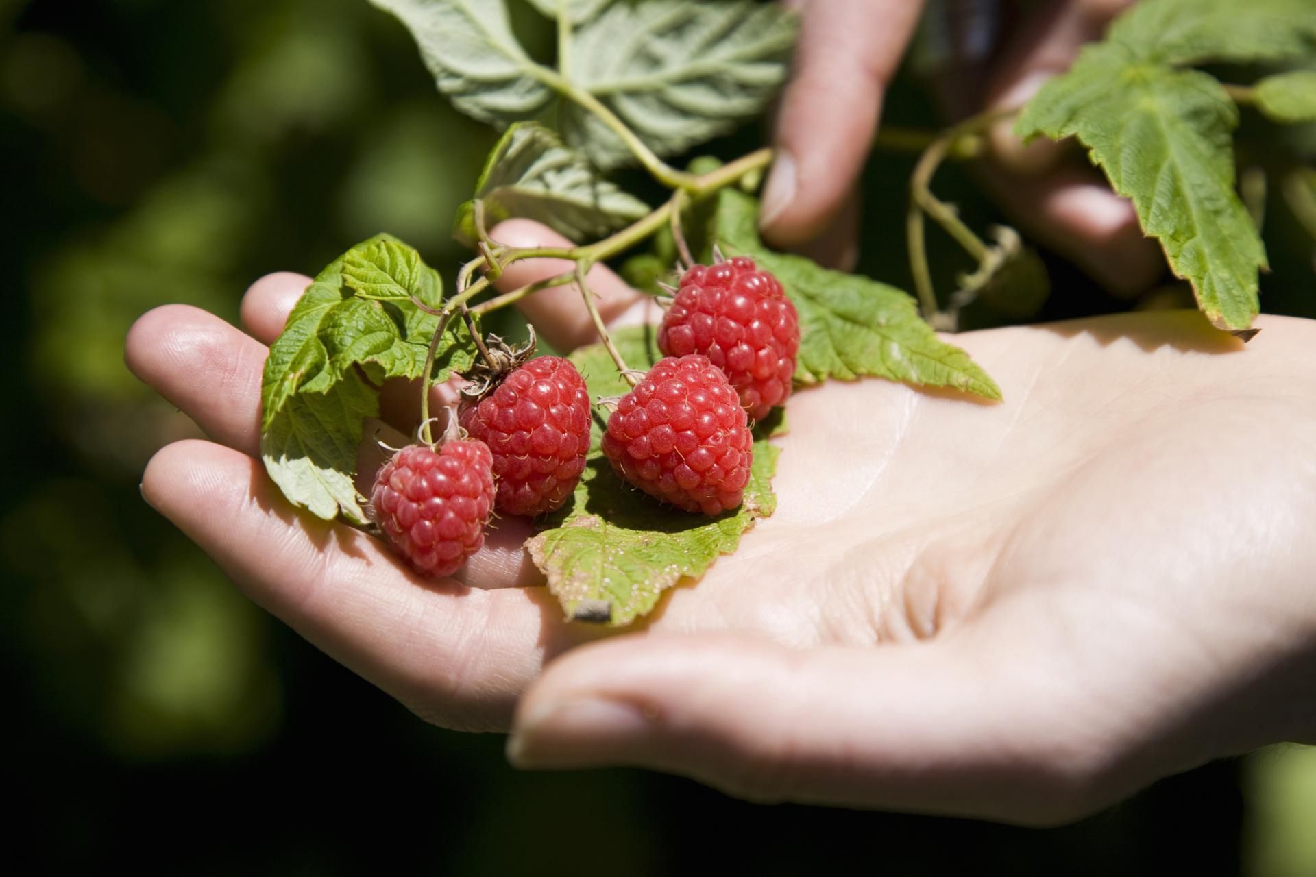Herbatka z gałązek malin pomaga przy refluksie