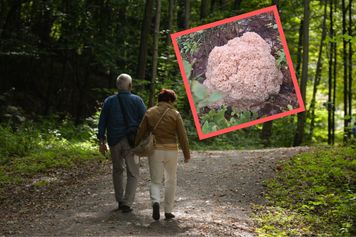 Przez lata nie wolno było go zbierać. Leśnicy pokazali niezwykłego grzyba