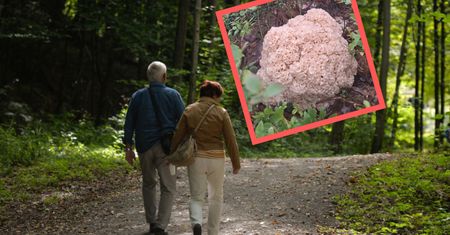 Przez lata nie wolno było go zbierać. Leśnicy pokazali niezwykłego grzyba