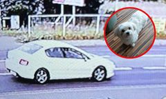 Porwanie maltańczyka w Gnieźnie. Zrozpaczona rodzina szuka pieska