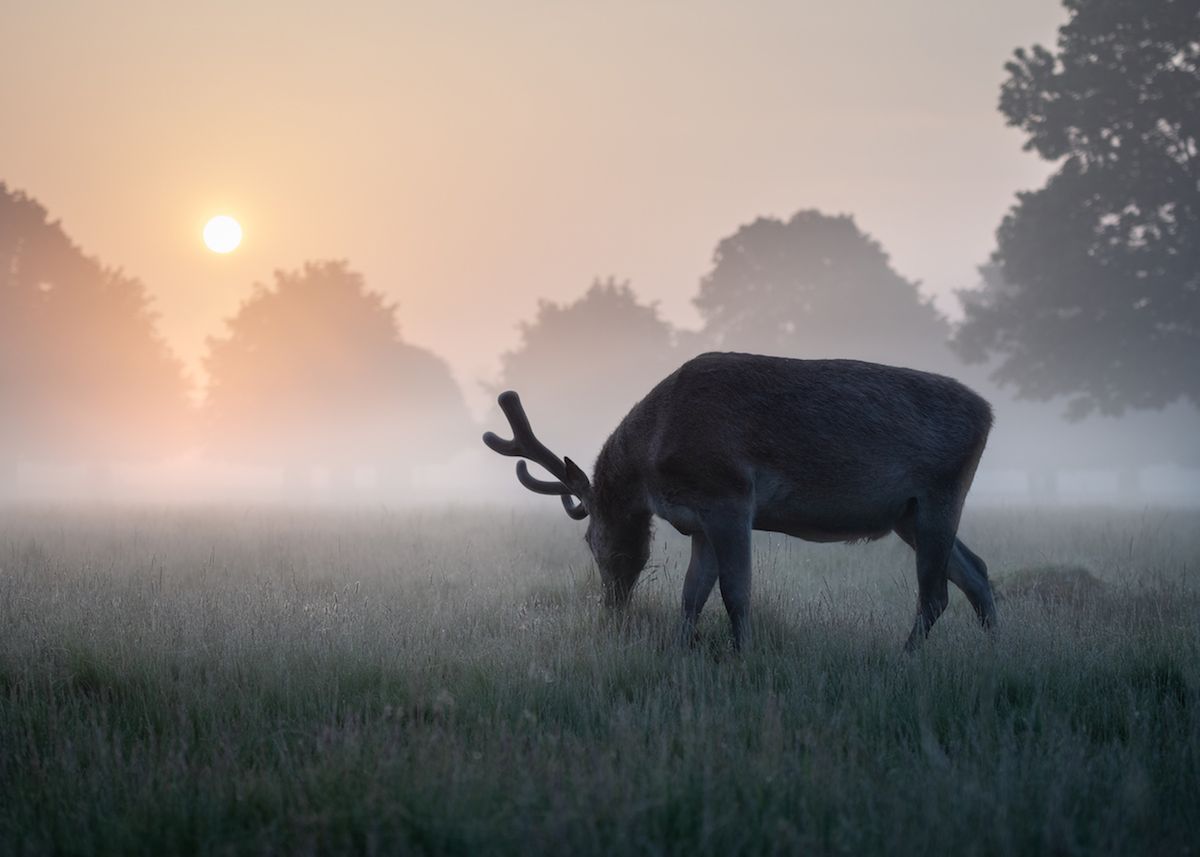 Zobacz wczesne zgłoszenia do Sony World Photography Awards 2019 5