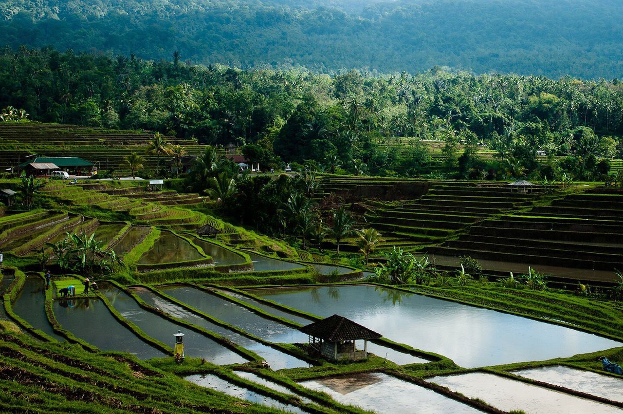Bali