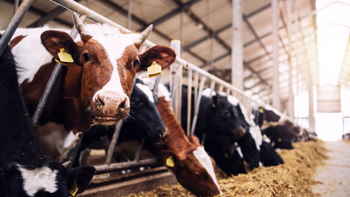 "Doszło do załamania". Małe mleczarnie stoją przed widmem upadłości