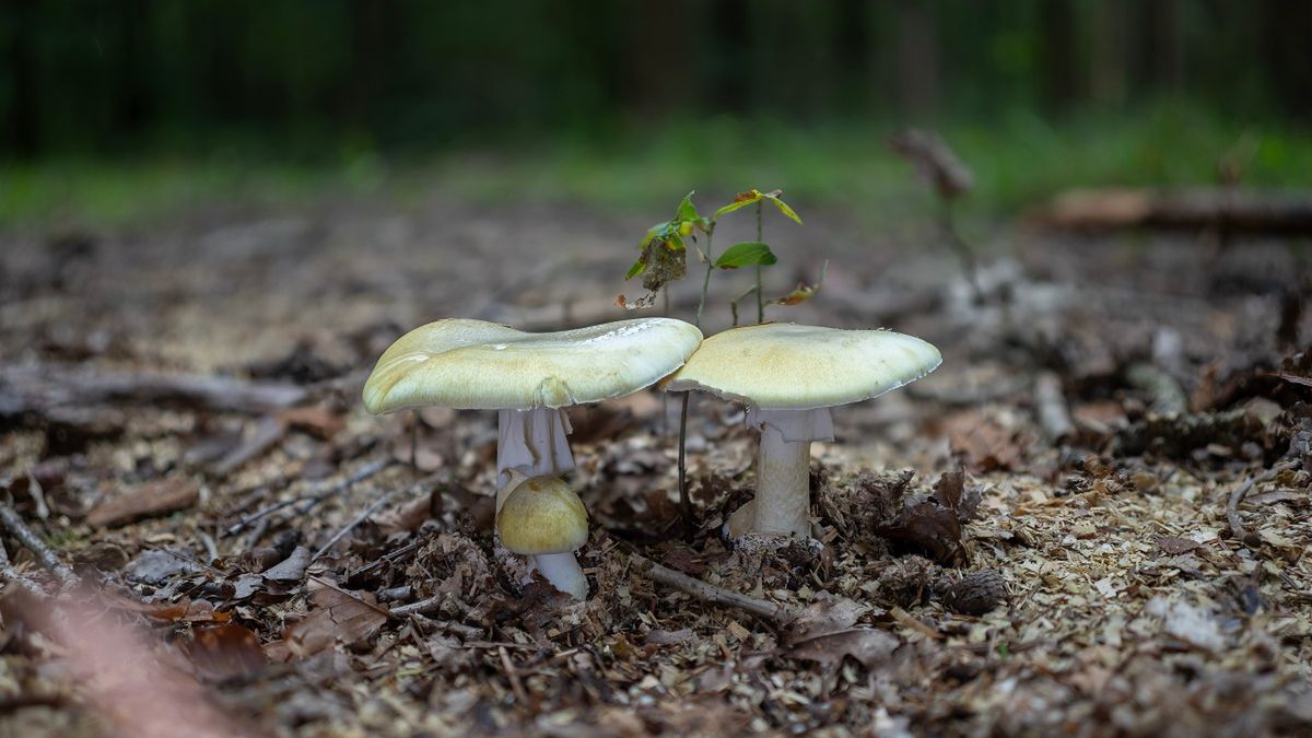 Muchomor zielonkawy.