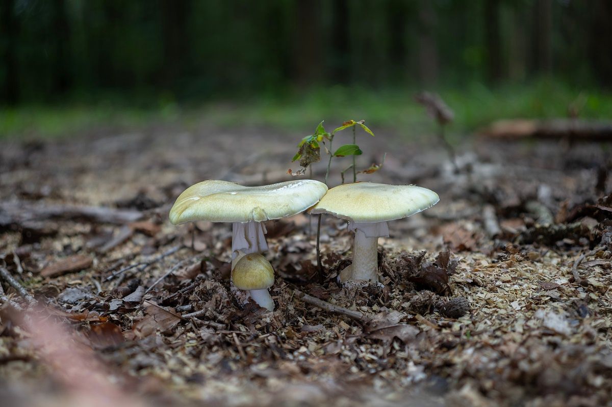 To ten grzyb powoduje niemal wszystkie śmiertelne lub ciężkie zatrucia w Polsce
