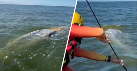 Gigantyczny ssak morski w Międzyzdrojach. Akcja służb na Bałtyku