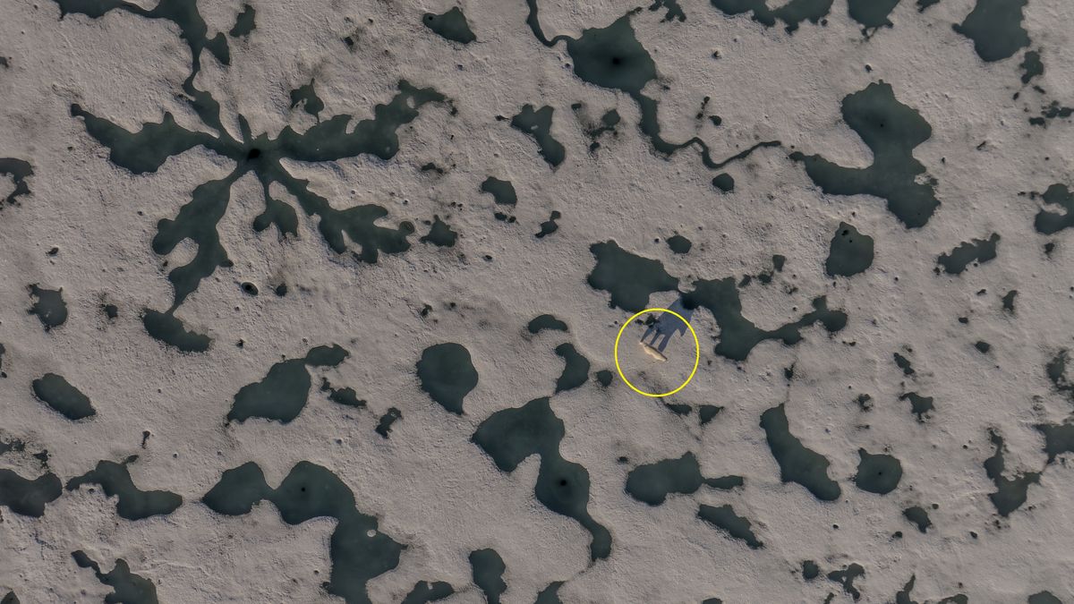 The unique ecosystem of the Arctic: Arctic OceanSVALBARD AND JAN MAYEN - JULY 07: An aerial view of a polar bear, one of the Arctic animals, walking on the glacier in Svalbard and Jan Mayen, located in the Arctic, which is home to microorganisms, algae, phytoplankton, thousands of macro- and micro-creatures, and several marine mammals, on July 7, 2024. While the Arctic marine system has many features that make the region unique, shallow water and deep water dynamics in the Arctic, light levels during periodic long periods of light and darkness, and freshwater resources from melting glaciers are very powerful features of the Arctic ecosystem in a global sense, the polar ecosystem also harbors unique endemic species that are found nowhere else on the planet that particularly characterize the Arctic ecosystem. (Photo by Sebnem Coskun/Anadolu via Getty Images)Anadolueco, environmental, arctic ecosystem, creature, svalbard, ocean, aerial, white, cold