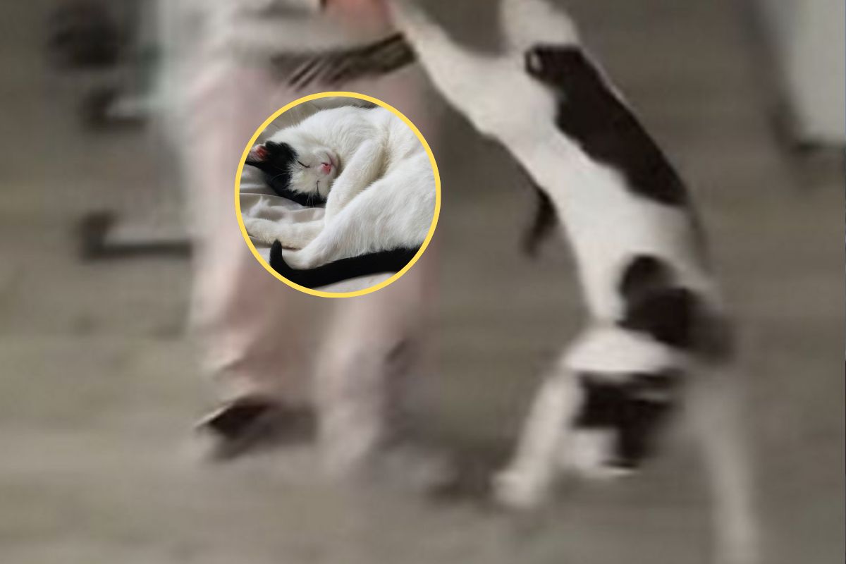 Siedmiolatka znęcała się nad kotem. Matka usłyszała wyrok