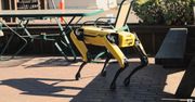 Psy roboty od Boston Dynamics pomogą w walce z koronawirusem