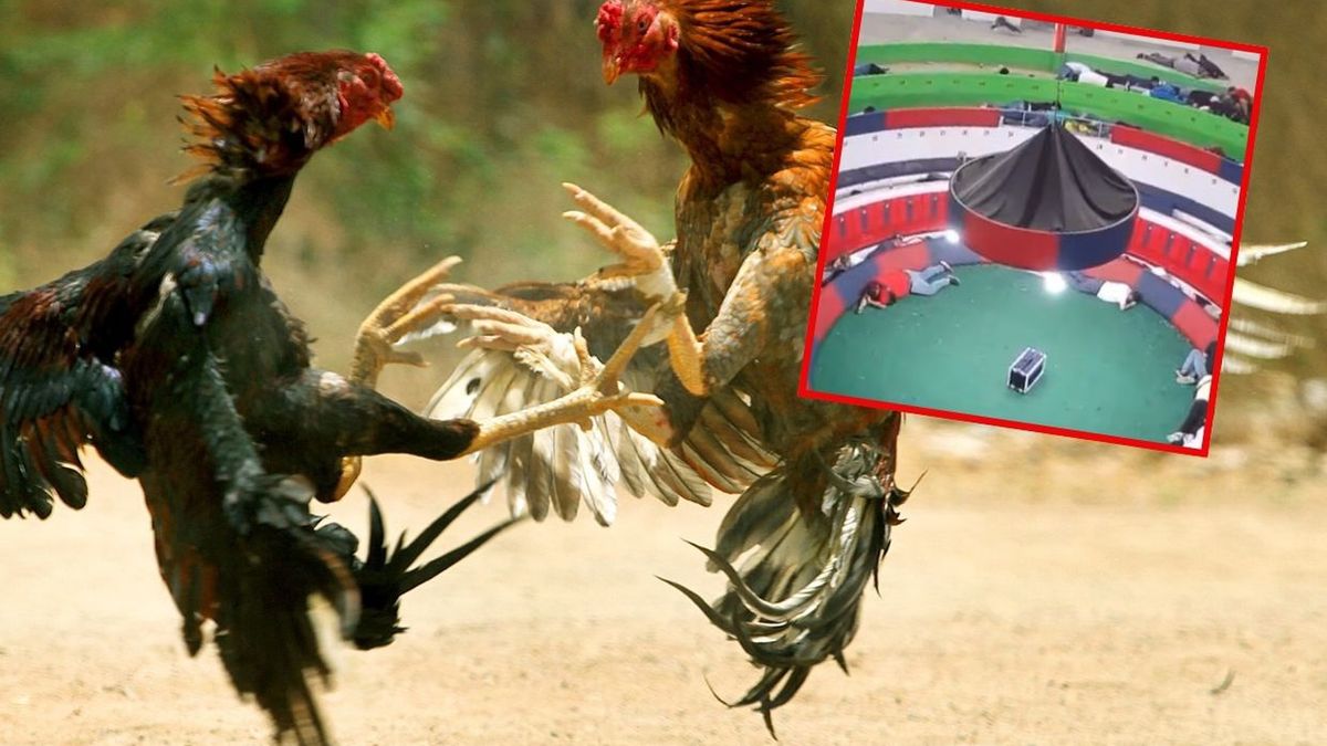 Działo się w nocy. Masakra w Ekwadorze. Podczas walk kogutów
