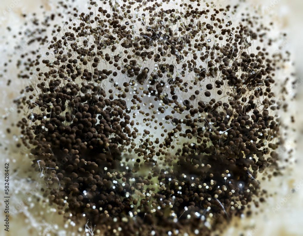 grzyb