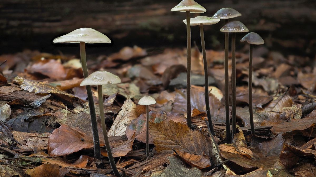 Twardzioszek czosnkowy