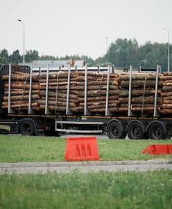 Ceny opału. Oto ile kosztuje metr drewna