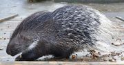 Jeżozwierz afrykański dotarł do Europy. Wybrał sobie jeden kraj