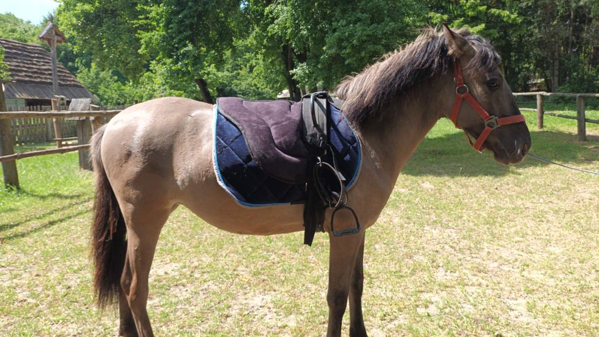 Koń z Muzeum Wsi Lubelskiej
