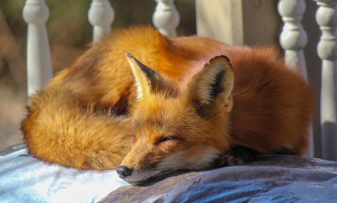 Firefox już prawie naprawiony. Pokazujemy jak zainstalować łatkę