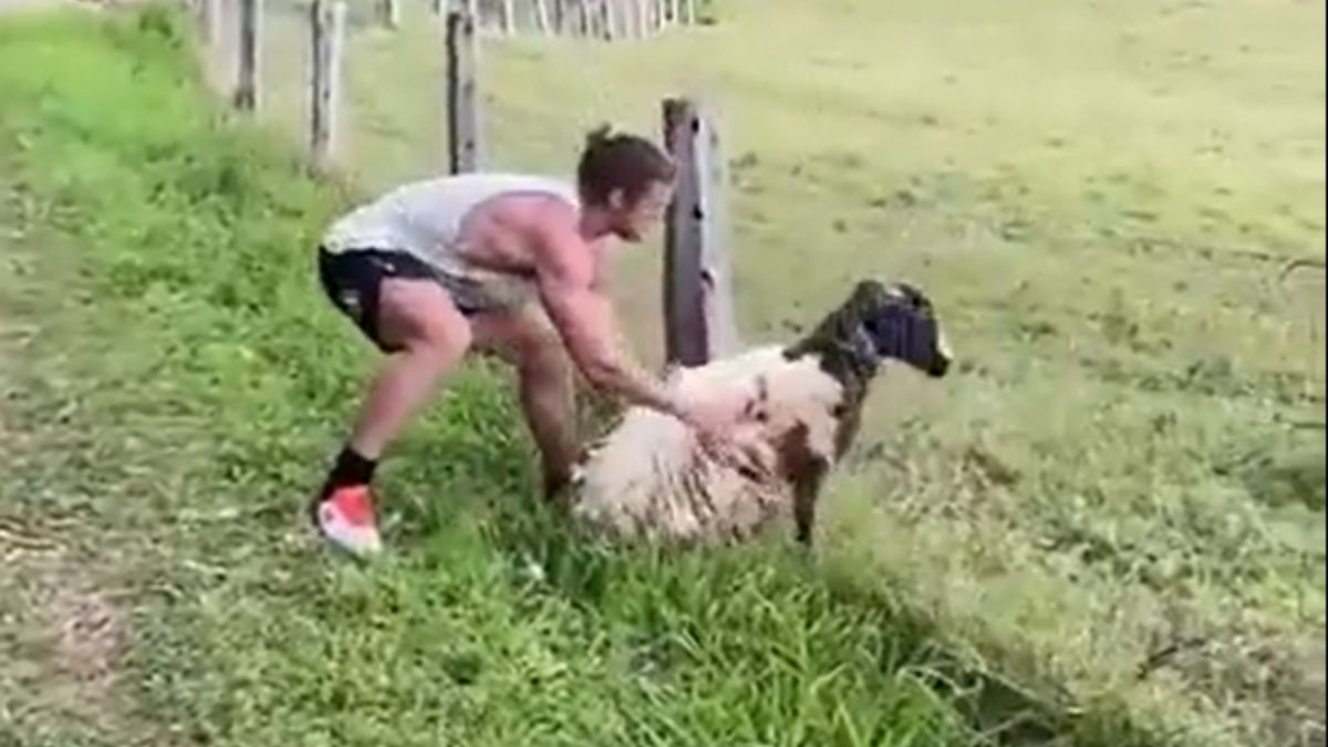 Były rugbysta uratował owcę 