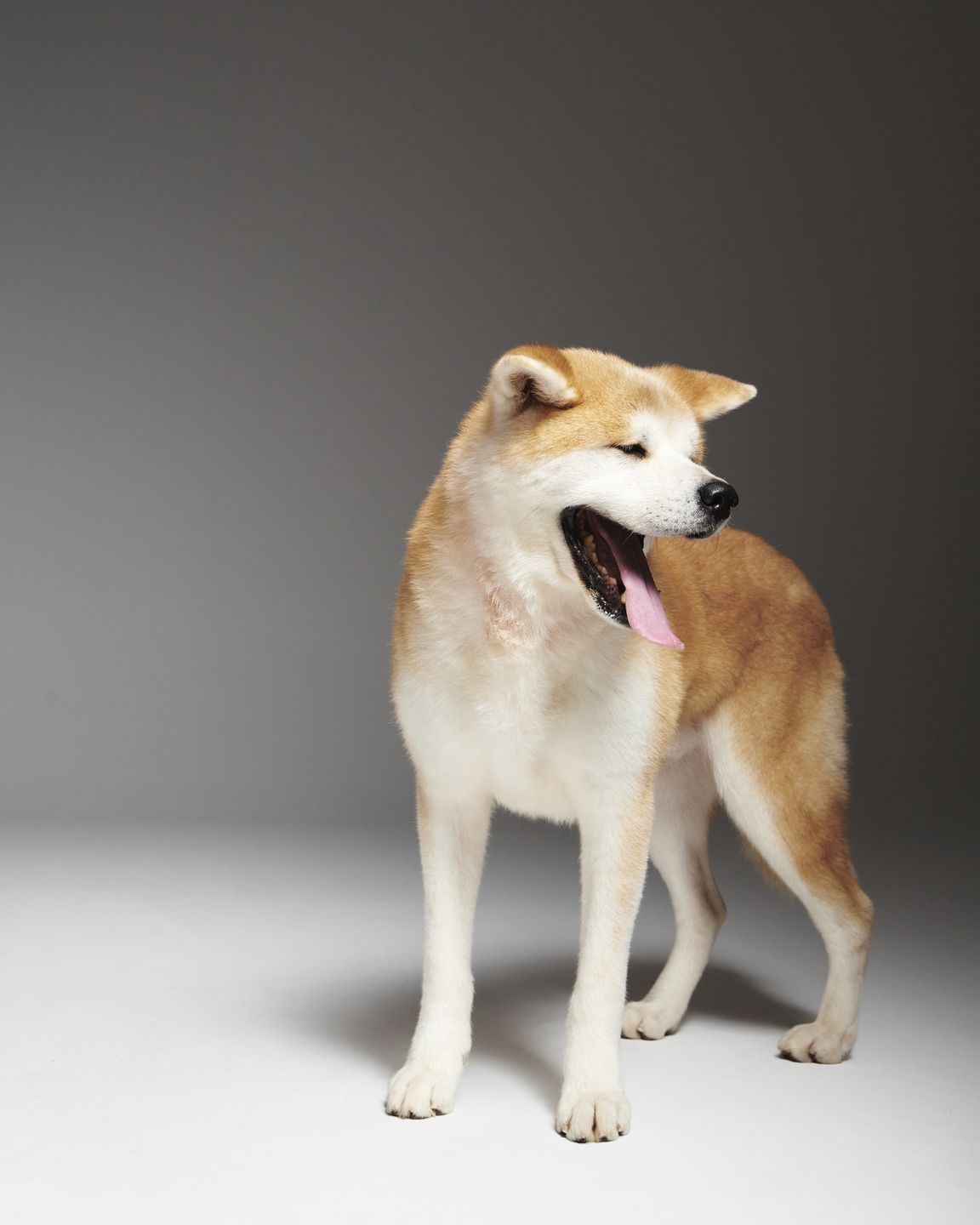 #AdoptujŚwiadomie! Szukamy domu dla uratowanego z pseudohodowli Sibu 
