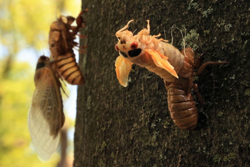 Miliardy insektów Brood X wyszły spod ziemi w USA. Entomolodzy są zachwyceni