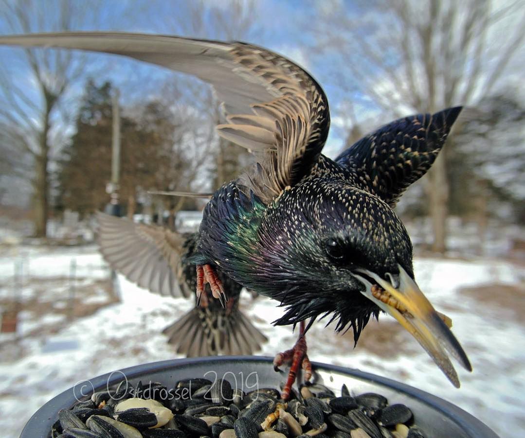 Ptasia fotobudka - ciekawy sposób na kreatywne zdjęcia przyrody