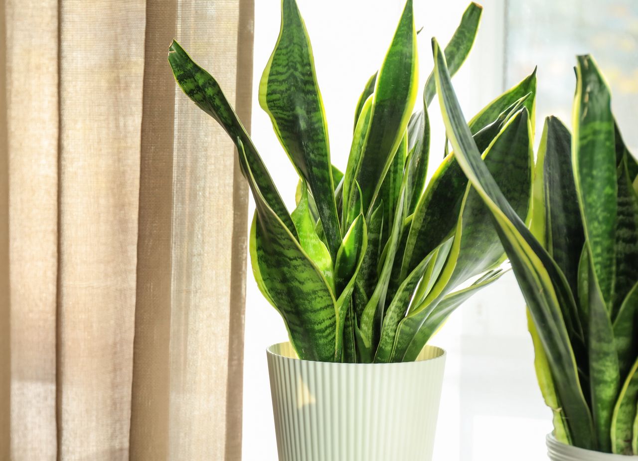 Houseplants that boost your sleep: Jasmine to lavender
