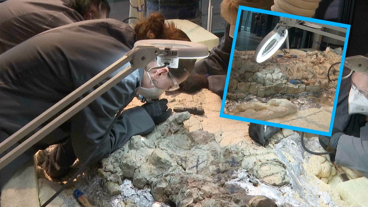 Niesamowite wydarzenie w Warszawie. Możesz pomóc odkryć kości dinozaura