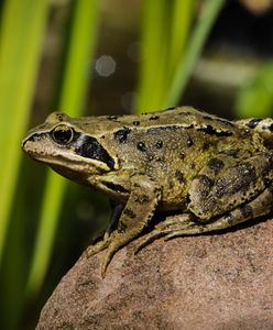 Kontrowersyjna włoska rozrywka. "Żaby są przerażone"
