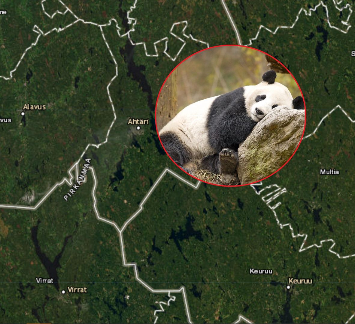 Panda