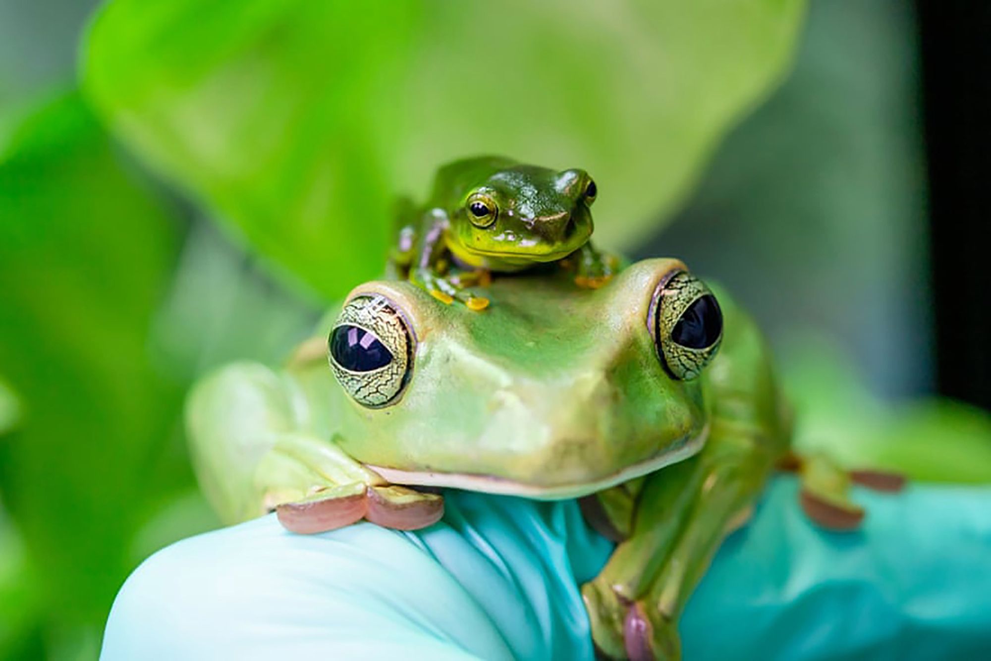 Nagrody fotograficzne stowarzyszenia BIAZA przyznane. Zobacz piękno natury 1