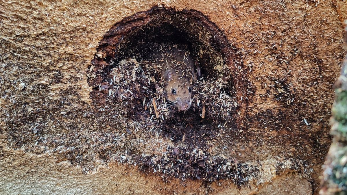 Drzewo z niespodzianką. Zdjęcie trafiło do sieci.