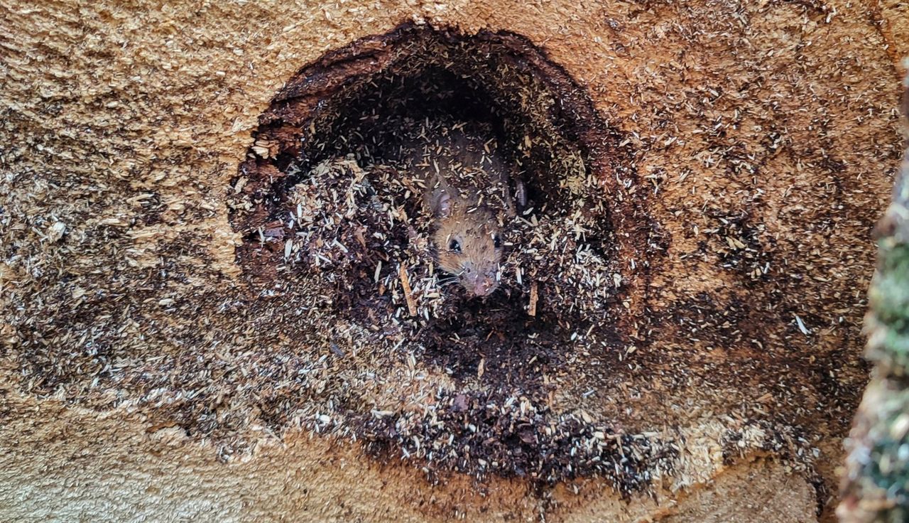 "Drzewko z niespodzianką". Leśnik aż zrobił zdjęcie