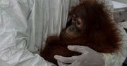 W niemieckim zoo zmarł orangutan. PETA twierdzi, że miał koronawirusa