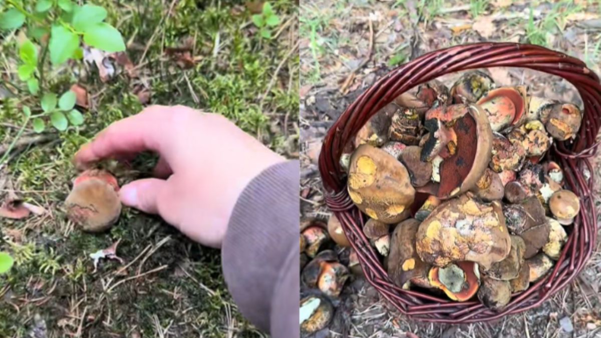 Pełne kosze grzybów. To znajdziemy teraz w lesie?