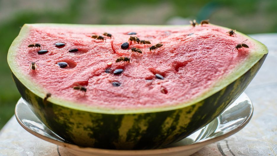 Arbuz i muszki owocówki