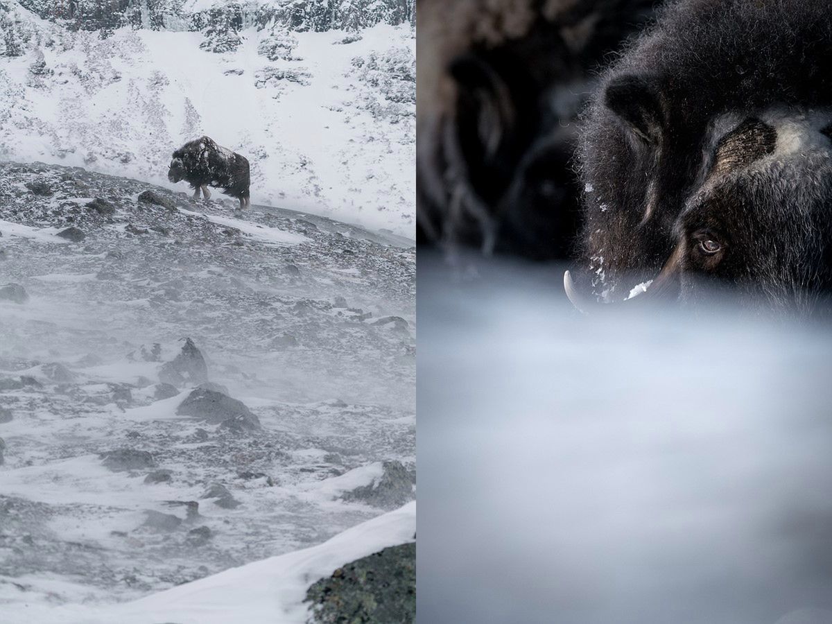 Cudowny film pokazuje piękno rzadkiego piżmowoła arktycznego 7