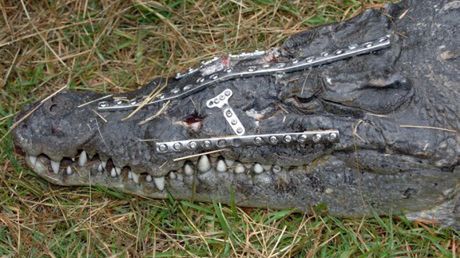 Krokodyl-cyborg 1