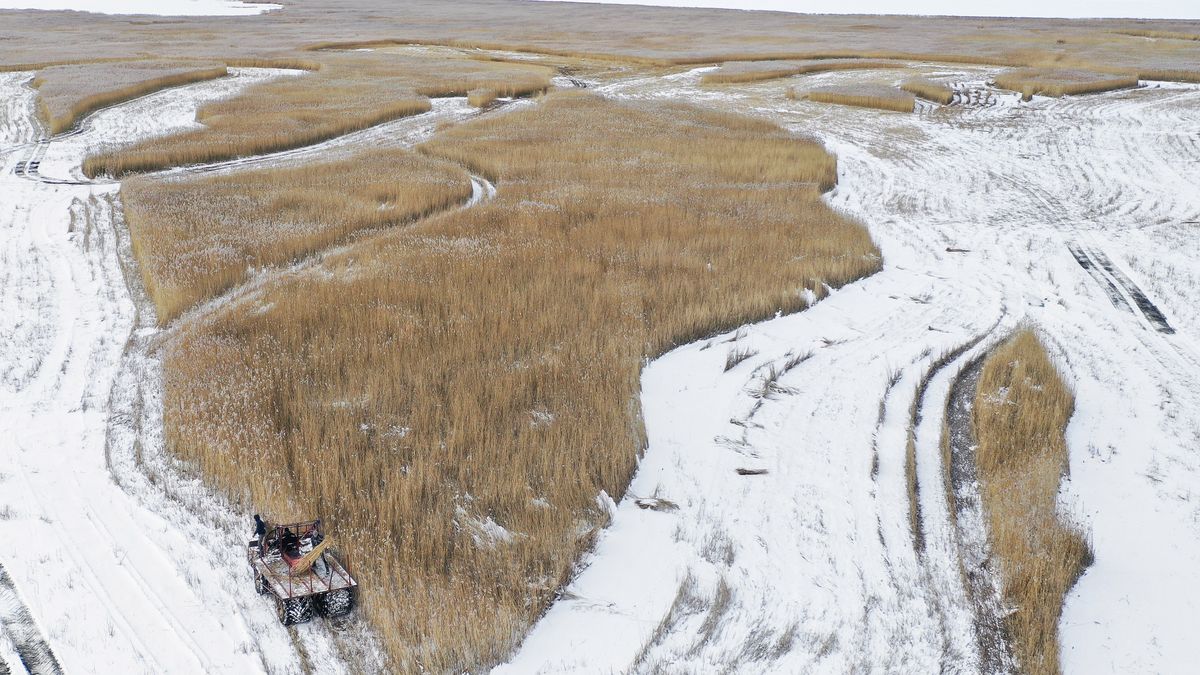 Zdjęcie dnia. Żniwa w środku zimy na zamarzniętym Zalewie Wiślanym 1