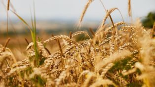 Tego rolnicy się nie spodziewali. Ceny skupu wzrosły o prawie 10 proc.
