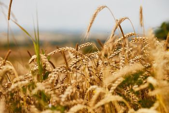 Tego rolnicy się nie spodziewali. Ceny skupu wzrosły o prawie 10 proc.