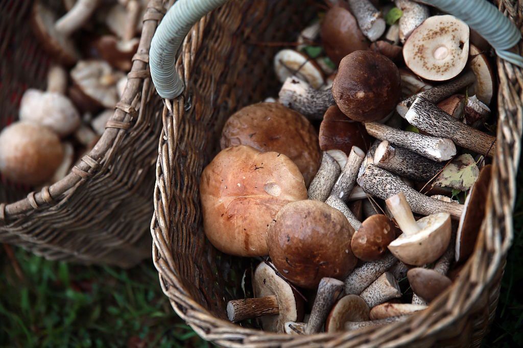 W lasach w Polsce pojawia się coraz więcej grzybów
