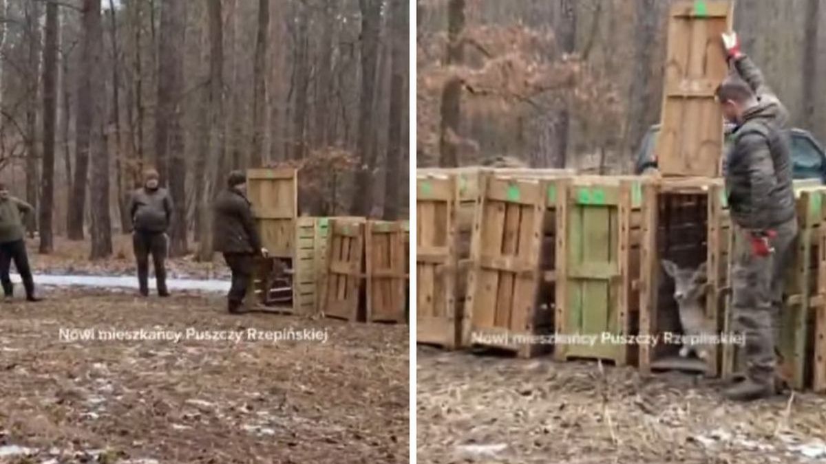 Nadleśnictwo Rzepin zaczyna wsiedlanie danieli do lasu