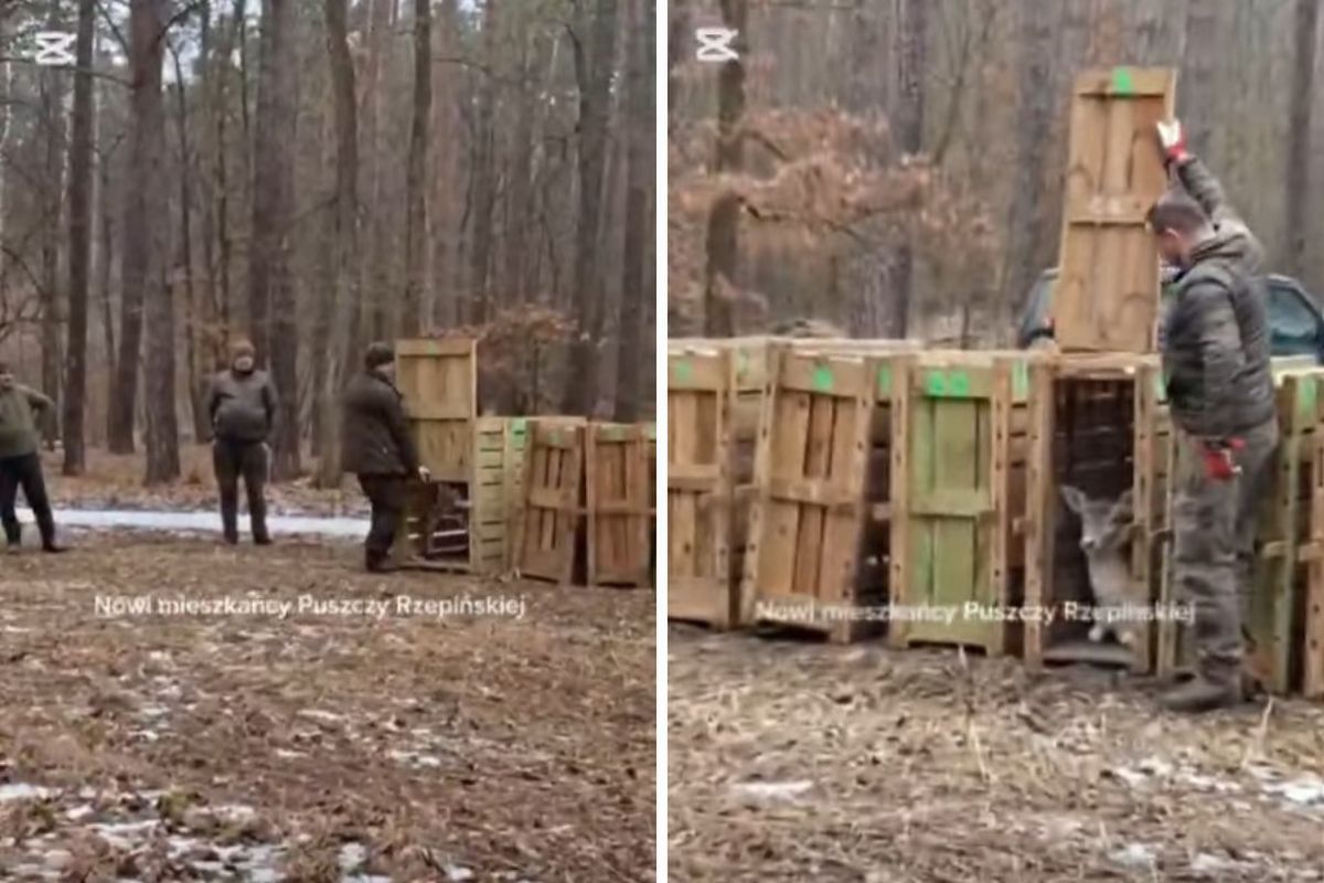 10 skrzyń w środku lasu. Leśnicy nagrani. To element planu