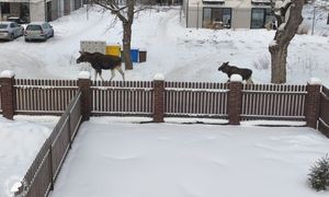 To nie Alaska, to Polska. Niezwykłe zdjęcia z Białowieży obiegły sieć