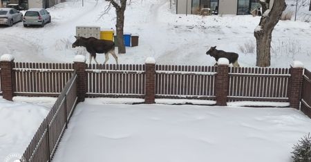 To nie Alaska, to Polska. Niezwykłe zdjęcia z Białowieży obiegły sieć