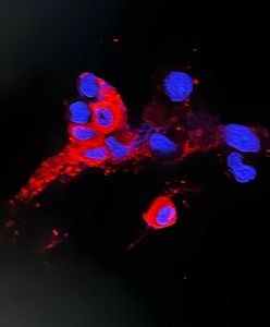 Dwie dawki szczepionki to za mało. Nowe wyniki badań ws. Omikronu