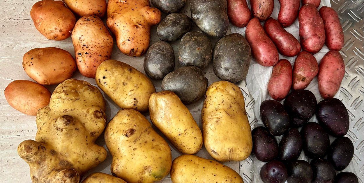 Zawady: Kartoflowa rewolucja na polu i na talerzu