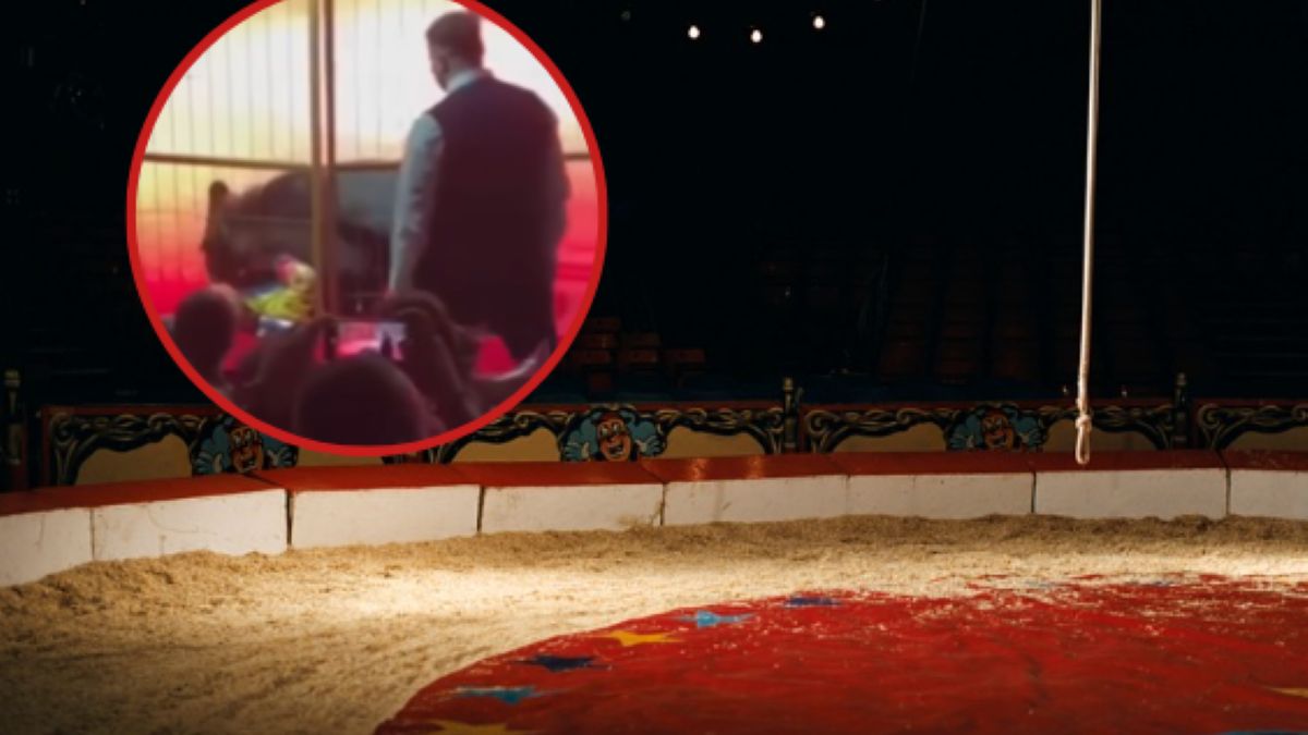 Niedźwiedź rzucił się na swojego tresera w cyrku w Rosji.