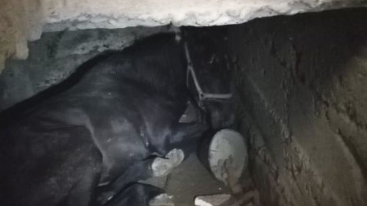 Klacz wyciągnięta z potrzasku w piwnicy