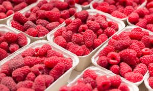 Są już pierwsze polskie maliny. Cena zwala z nóg